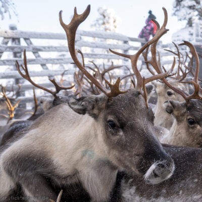 Rentiere im Gatter
