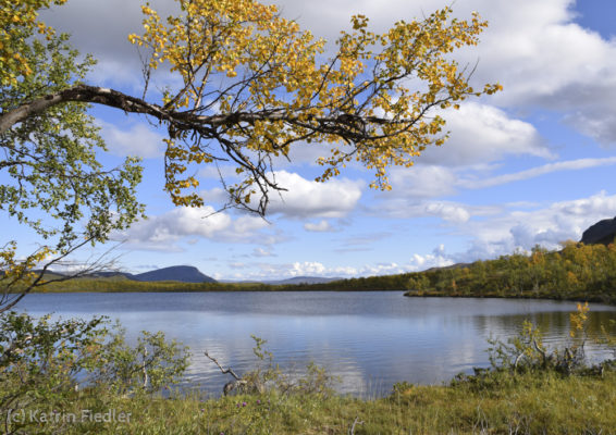 Die beginnende Laubfärbung der Birken kündigt in Lapland den Herbst an.
