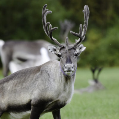 Rentier auf der Wiese