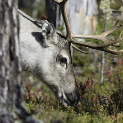 Rentier im Wald