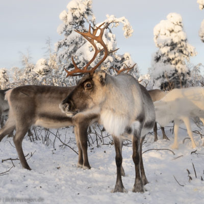 Winterrentier