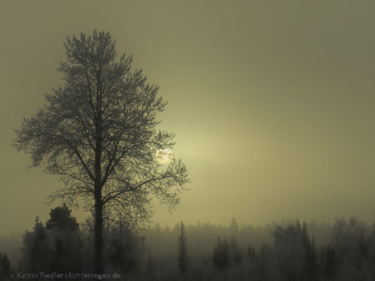 Nebelmorgen - die Sonne sendet diffuses Licht durch den Herbstnebel.