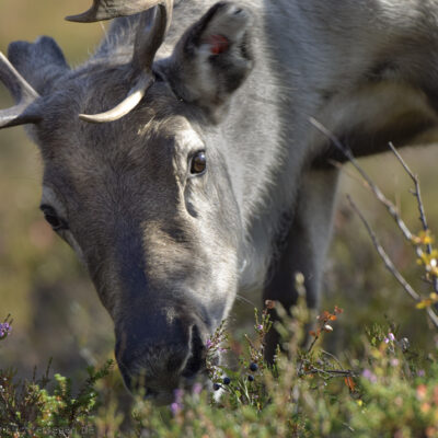 Rentier im Herbst