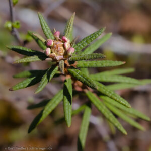 Noch häufig anzutreffen in Feuchtgebiten Lapplands
