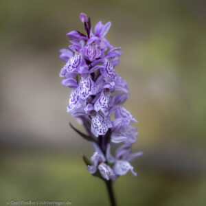 Knabenkräuter im Nationalpark
