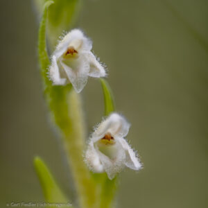 Seltene Orchidee im Pallas-Yllästunturi Nationalpark