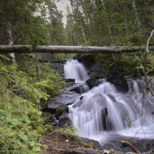 Natur Natur sein lassen im Nationalpark